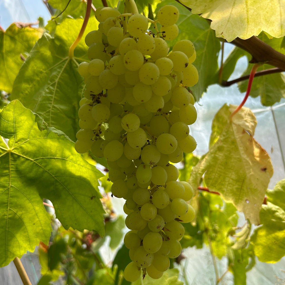 Sultana Table Grape Cutting - Dingdong's Garden