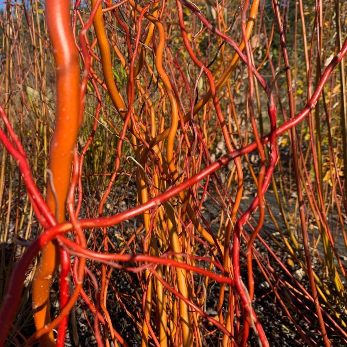 Sunny Twist Curly Willow Cutting - Dingdong's Garden