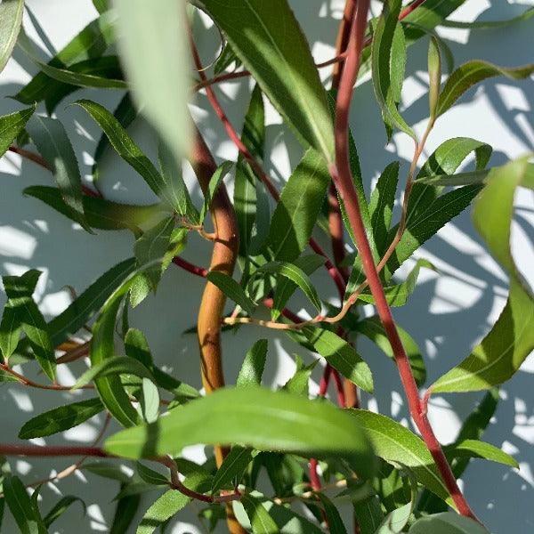 Sunny Twist Curly Willow Cutting - Dingdong's Garden