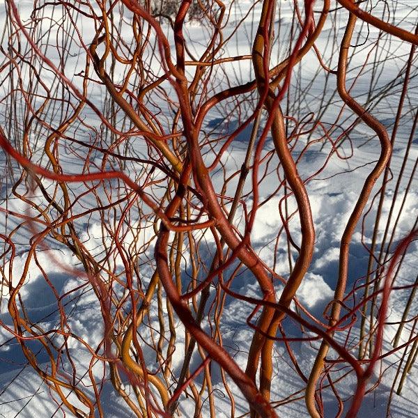 Sunny Twist Curly Willow Cutting - Dingdong's Garden