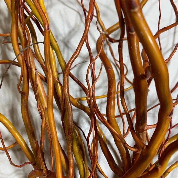 Sunny Twist Curly Willow Cutting
