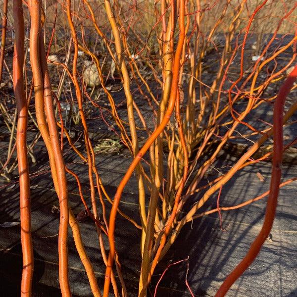 Sunny Twist Curly Willow Cutting - Dingdong's Garden