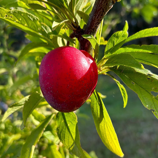 Superior Plum Scionwood - Dingdong's Garden