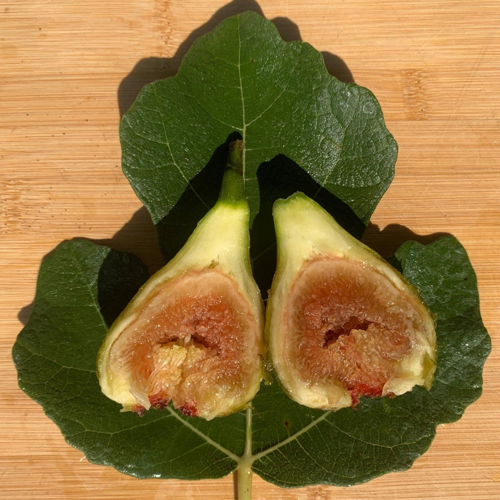 Susser Georg Fig Cutting