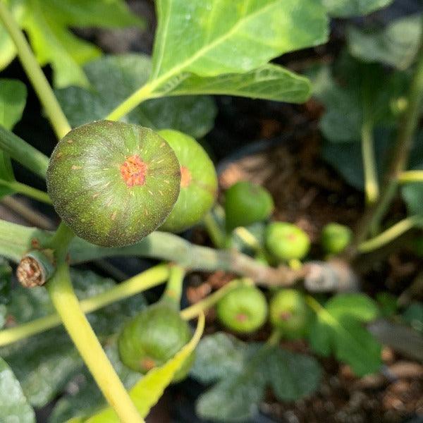 Susser Georg Fig Cutting - Dingdong's Garden