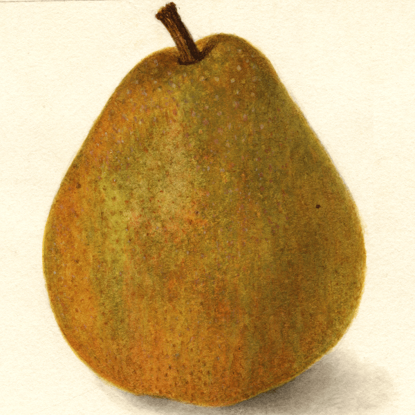 Swedish Pear 4x6 Decorative Card - Dingdong's Garden