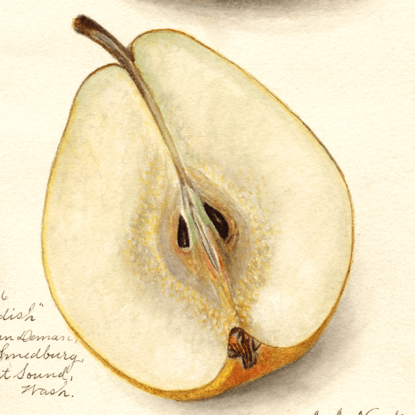 Swedish Pear 4x6 Decorative Card - Dingdong's Garden