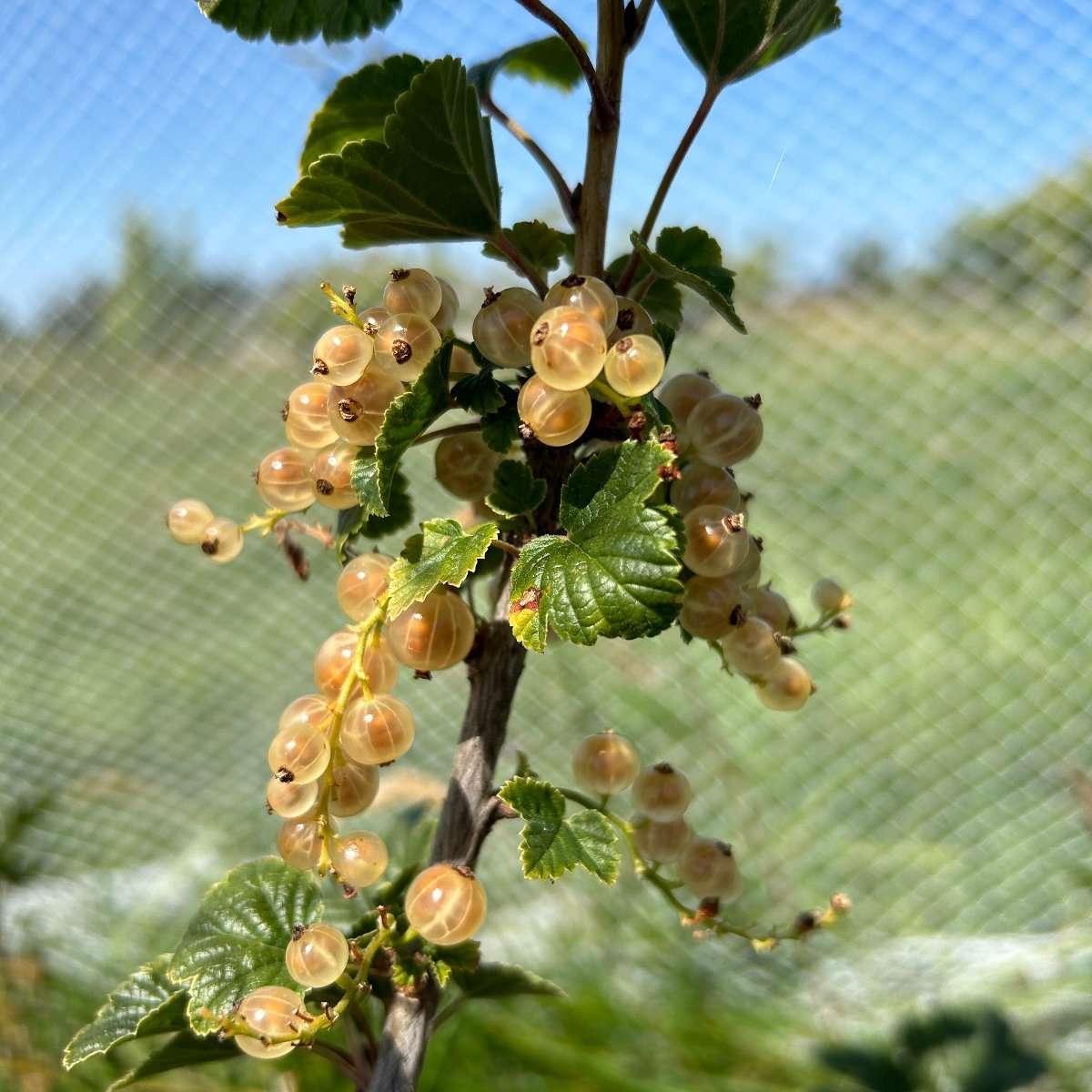 Swedish White Currant Cutting - Dingdong's Garden