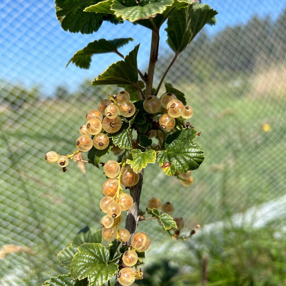 Swedish White Currant Cutting - Dingdong's Garden