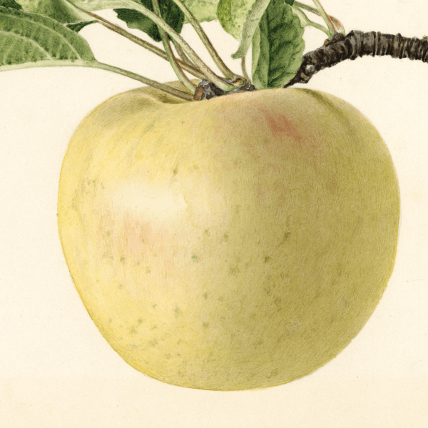 Sweet Bough Apple 4x6 Decorative Card - Dingdong's Garden