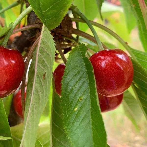 Sweetheart Cherry Scionwood