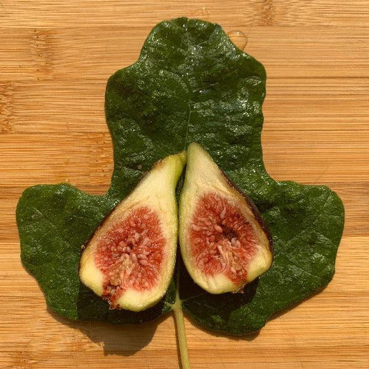 Takoma Violet Fig Cutting - Dingdong's Garden