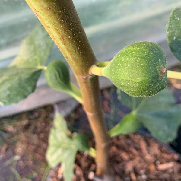 Takoma Violet Fig Cutting - Dingdong's Garden