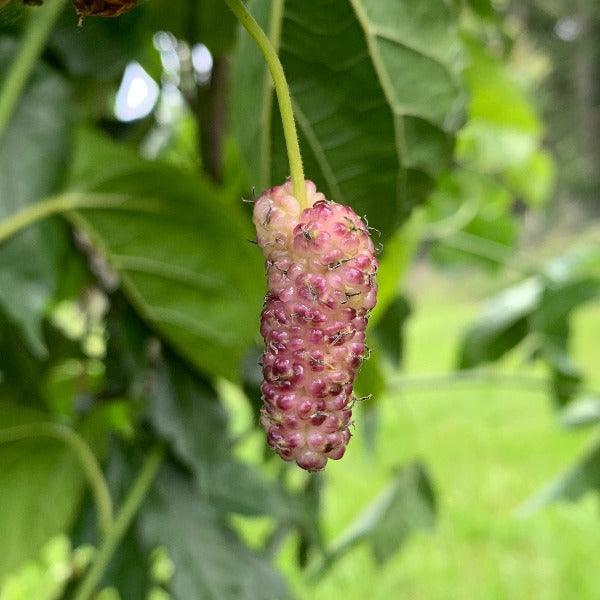 Tehama Mulberry Cutting - Dingdong's Garden