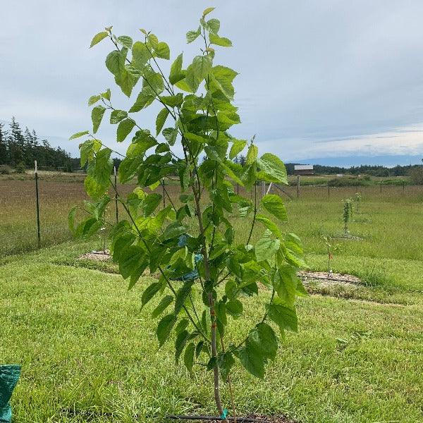 Tehama Mulberry Cutting - Dingdong's Garden