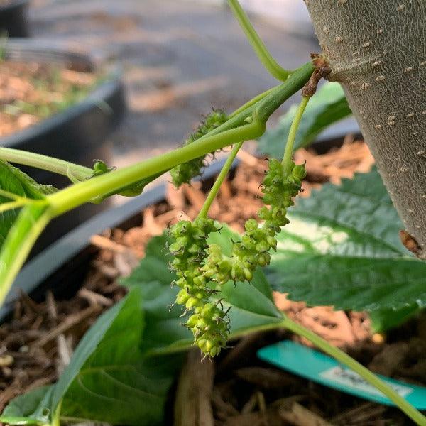 Tehama Mulberry Cutting - Dingdong's Garden