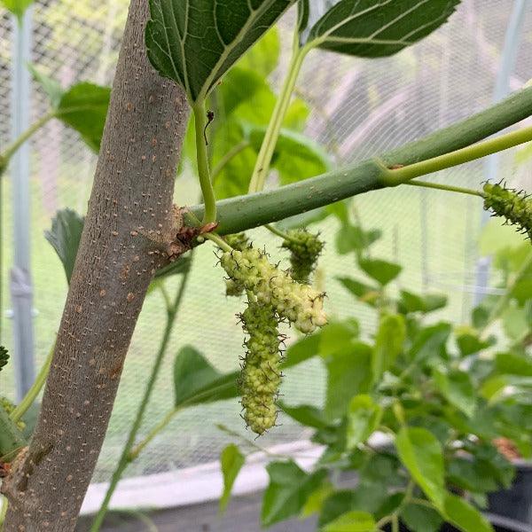 Tehama Mulberry Cutting - Dingdong's Garden