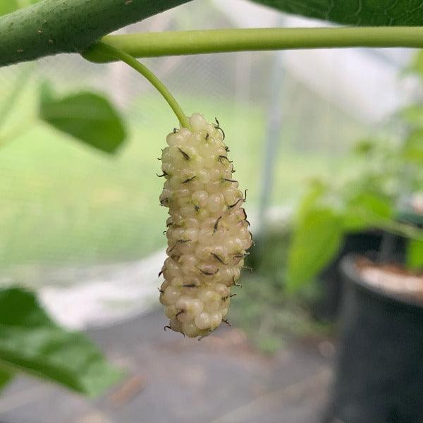 Tehama Mulberry Cutting - Dingdong's Garden