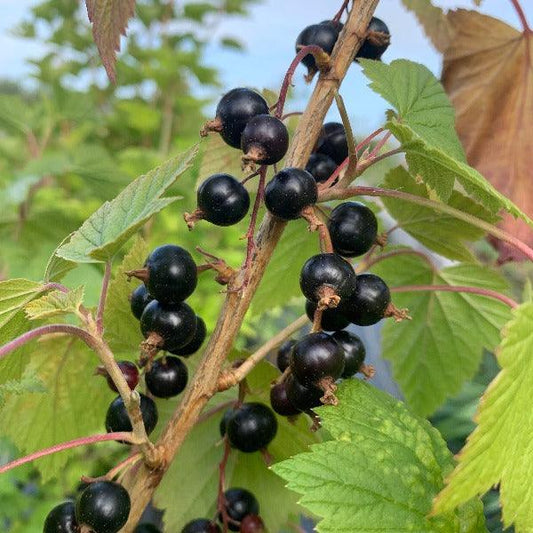 Tenah Black Currant Cutting - Dingdong's Garden