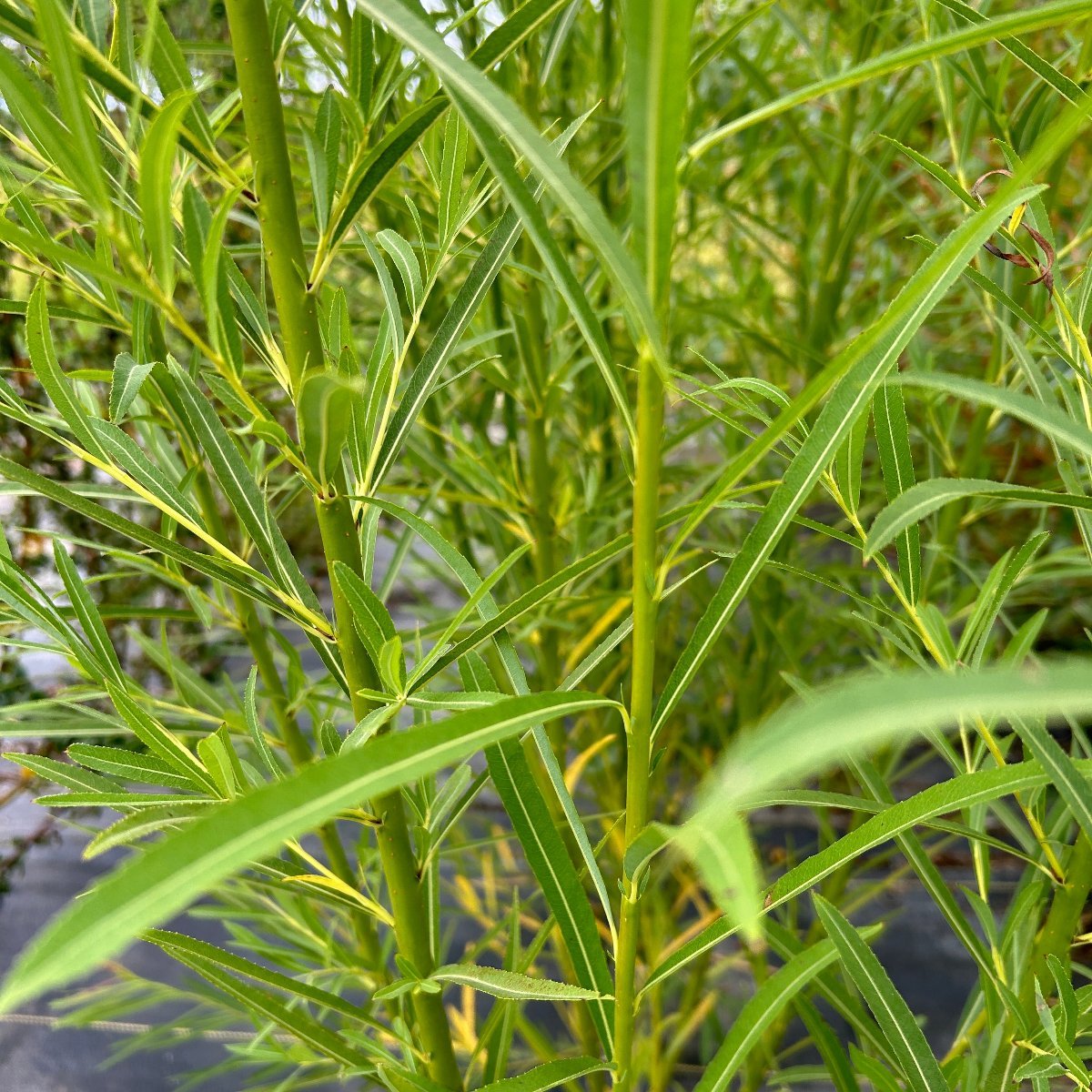 Tenuijulis Willow Cutting - Dingdong's Garden