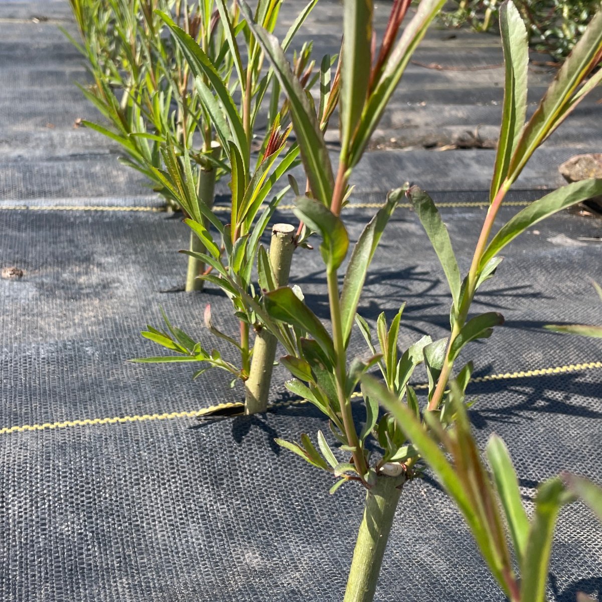 Tenuijulis Willow Cutting - Dingdong's Garden