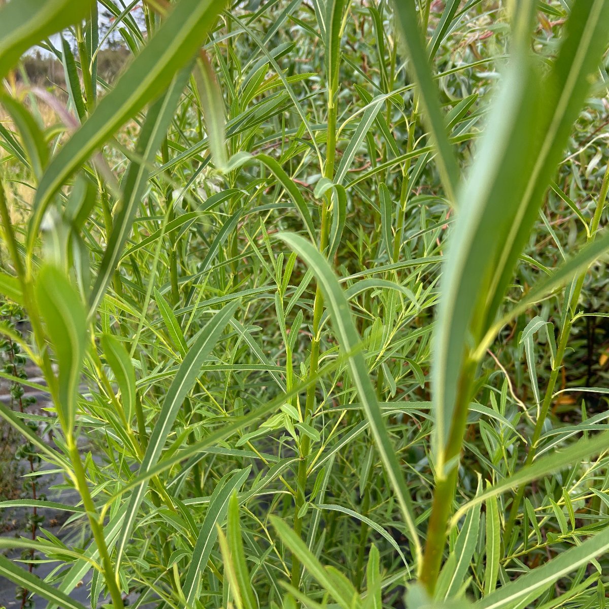 Tenuijulis Willow Cutting - Dingdong's Garden