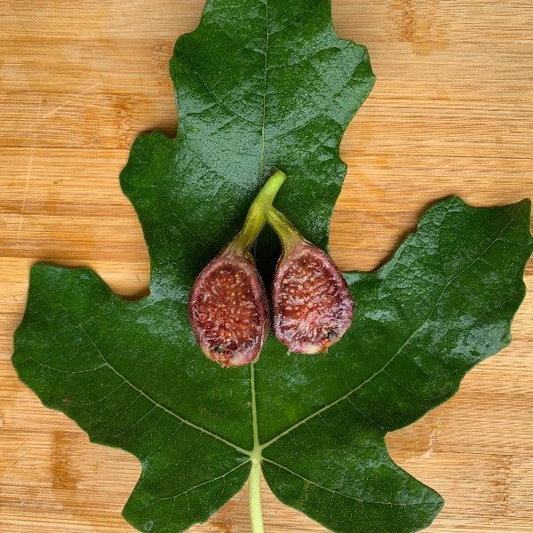 Teramo Fig Cutting - Dingdong's Garden