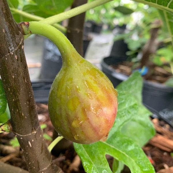 Teramo Fig Cutting - Dingdong's Garden