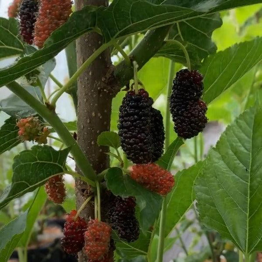 Thai Dwarf Mulberry Cutting - Dingdong's Garden