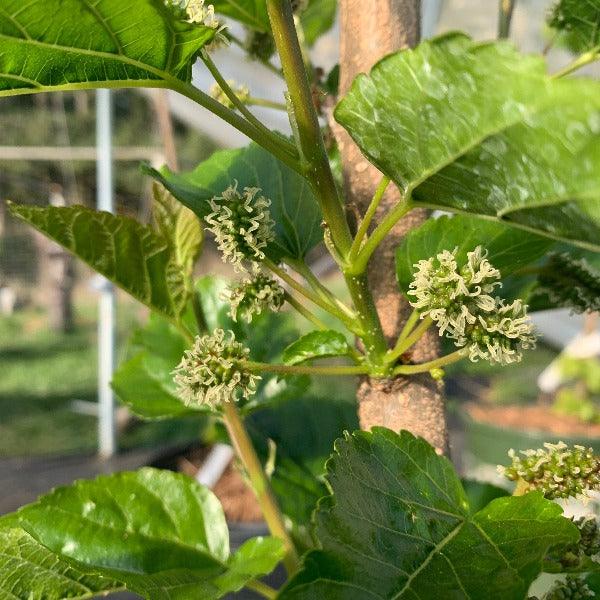 Thai Dwarf Mulberry Cutting - Dingdong's Garden