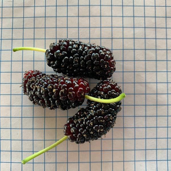 Thai Dwarf Mulberry Cutting - Dingdong's Garden