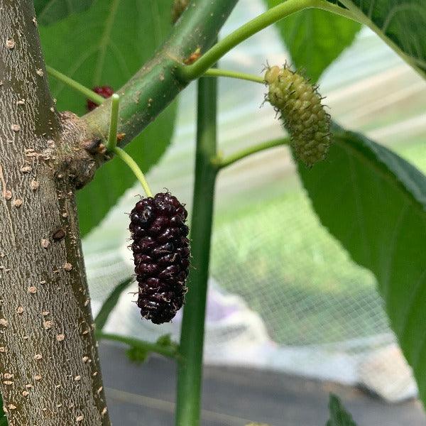 Tice Mulberry Cutting - Dingdong's Garden