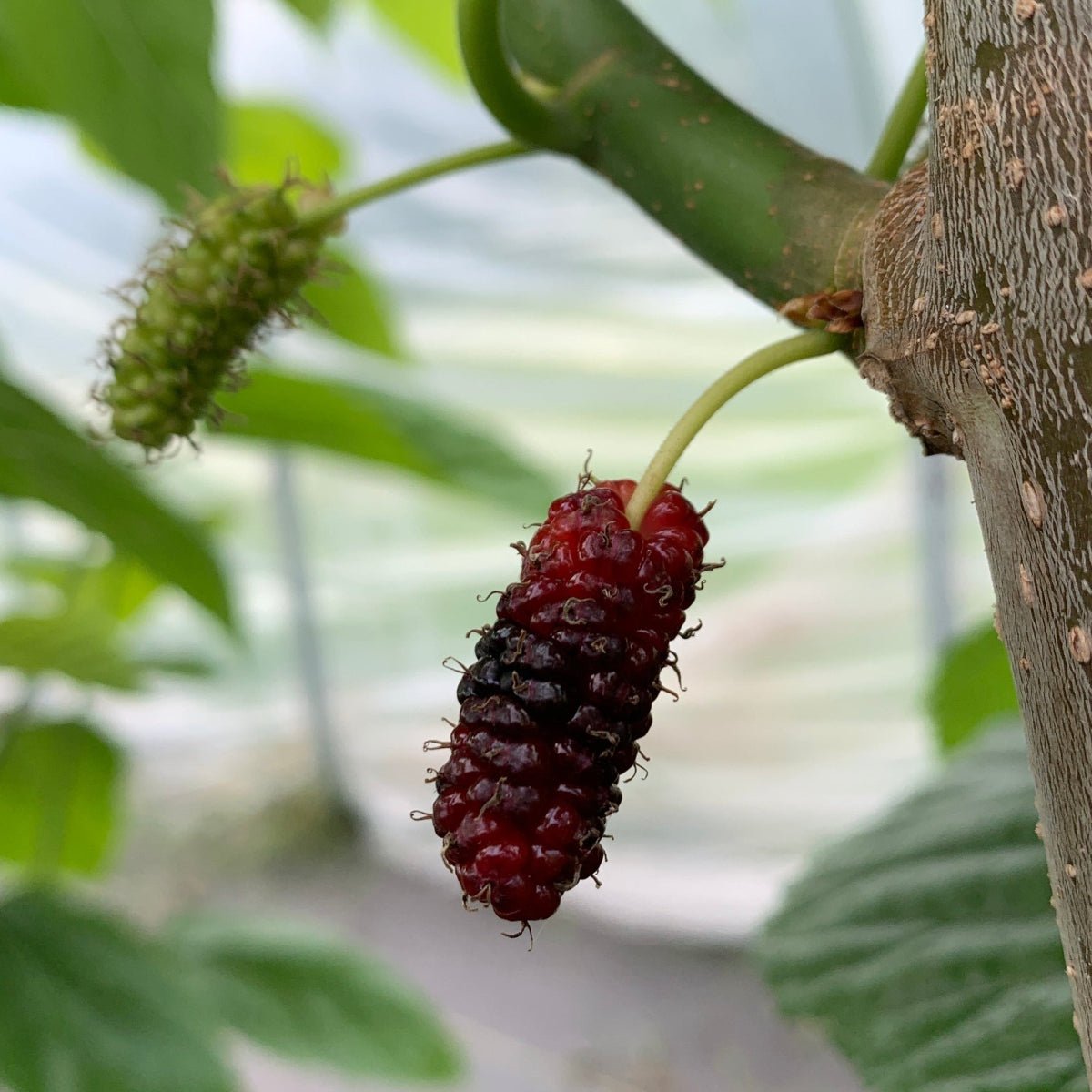 Tice Mulberry Cutting - Dingdong's Garden