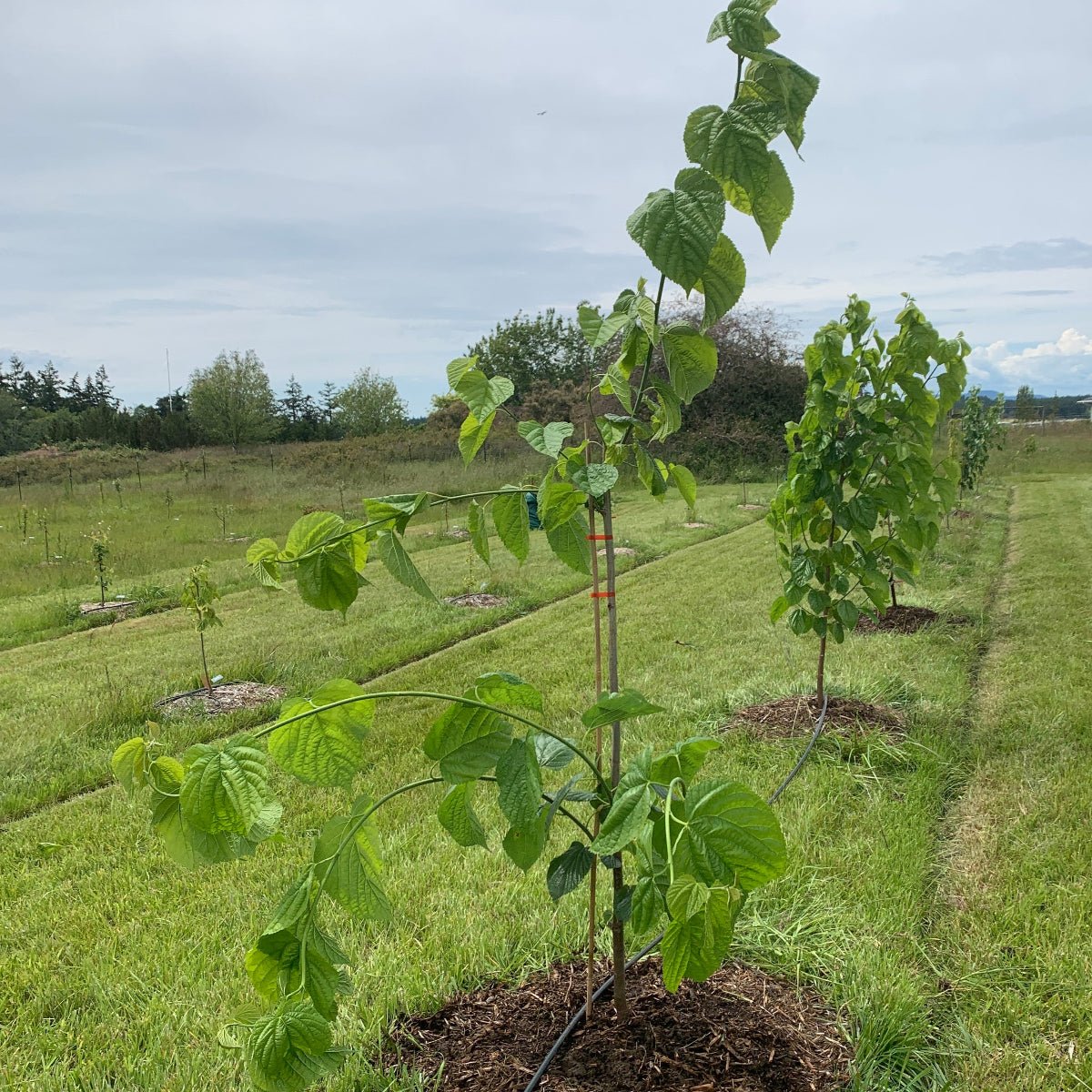 Tice Mulberry Cutting - Dingdong's Garden