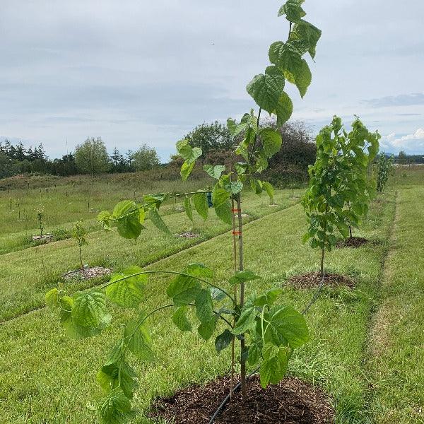 Tice Mulberry Cutting - Dingdong's Garden