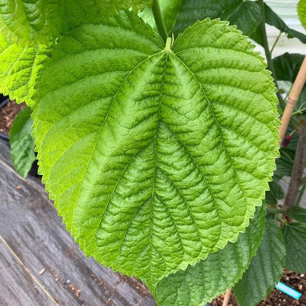 Tice Mulberry Cutting - Dingdong's Garden