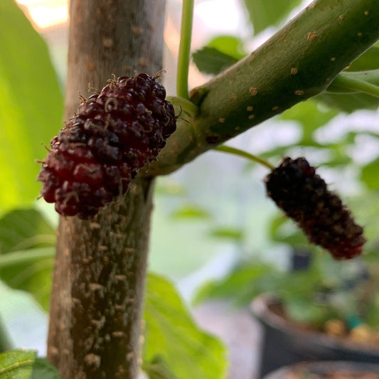 Tice Mulberry Cutting - Dingdong's Garden