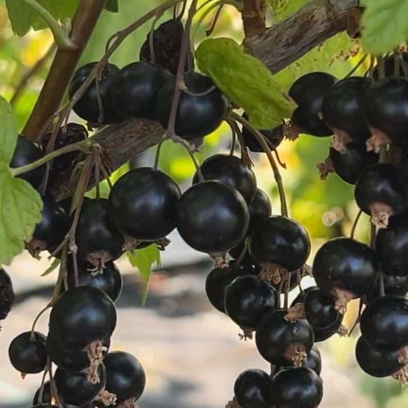 Titania Black Currant Cutting - Dingdong's Garden
