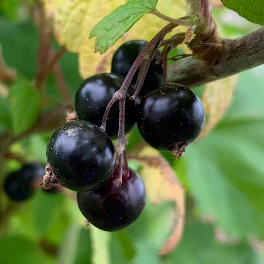 Titania Black Currant Cutting - Dingdong's Garden