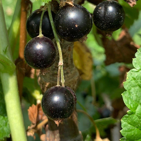 Titania Black Currant Cutting - Dingdong's Garden