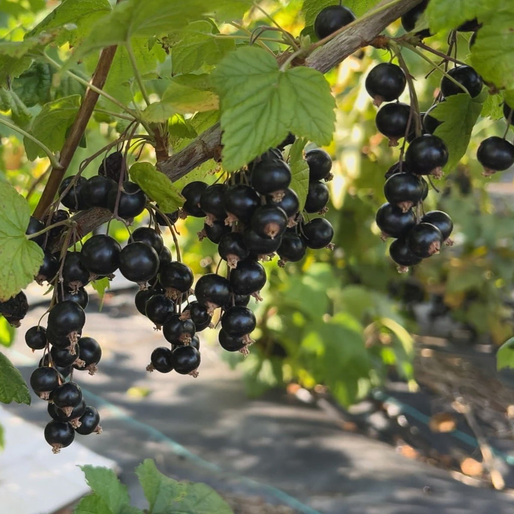 Titania Black Currant Cutting