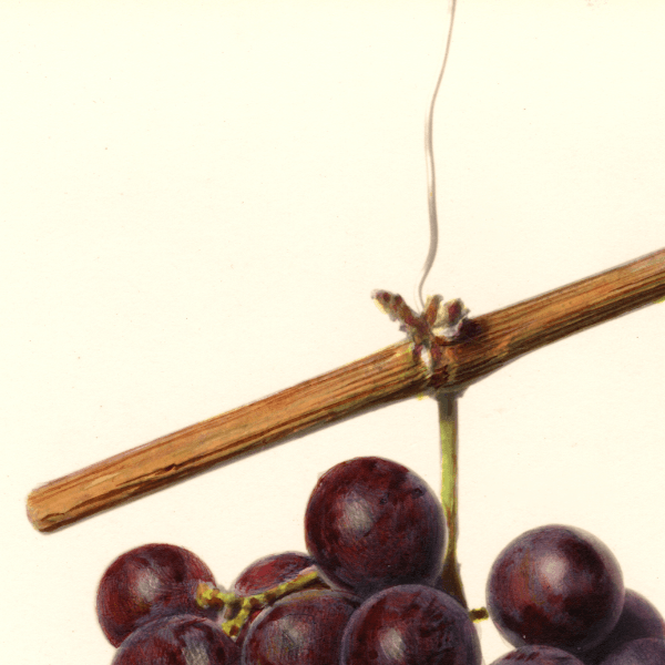 Tonebawa Grape 4x6 Decorative Card - Dingdong's Garden