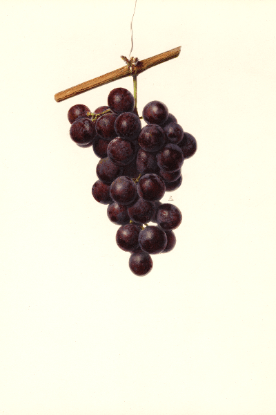 Tonebawa Grape 4x6 Decorative Card - Dingdong's Garden