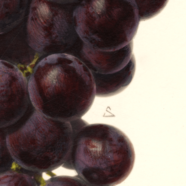 Tonebawa Grape 4x6 Decorative Card - Dingdong's Garden