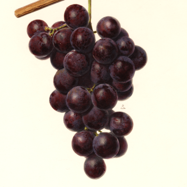 Tonebawa Grape 4x6 Decorative Card - Dingdong's Garden