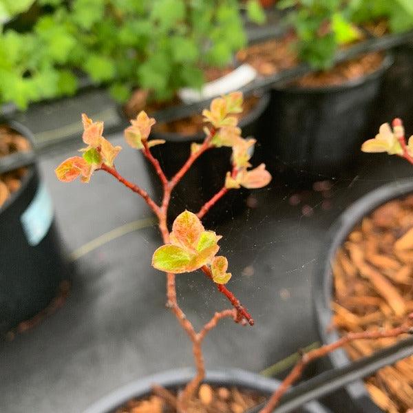 Tricolor Willow Cutting - Dingdong's Garden