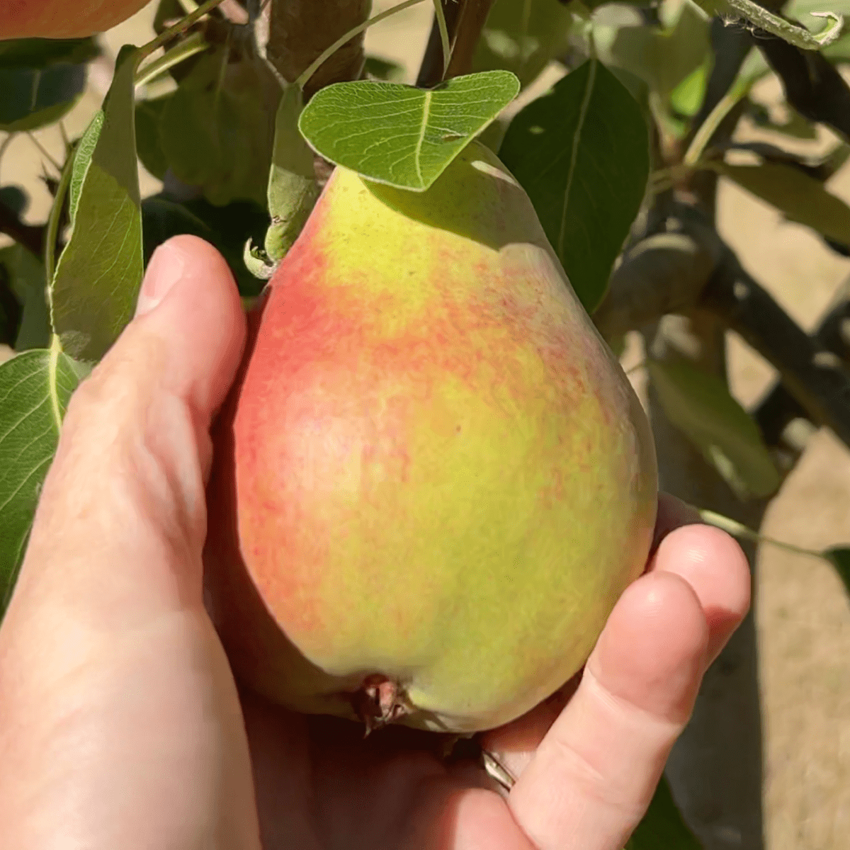 Ubileen Pear Scionwood - Dingdong's Garden