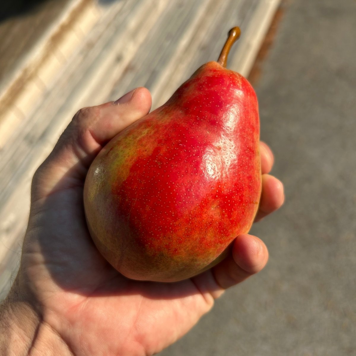 Ubileen Pear Scionwood - Dingdong's Garden