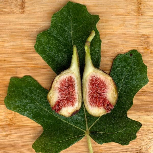 Unk Sicilian Dark Fig Cutting - Dingdong's Garden