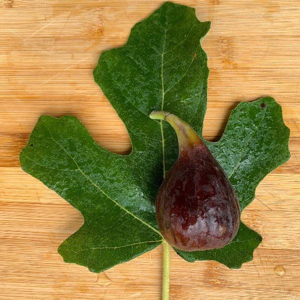 Unk Sicilian Dark Fig Cutting - Dingdong's Garden